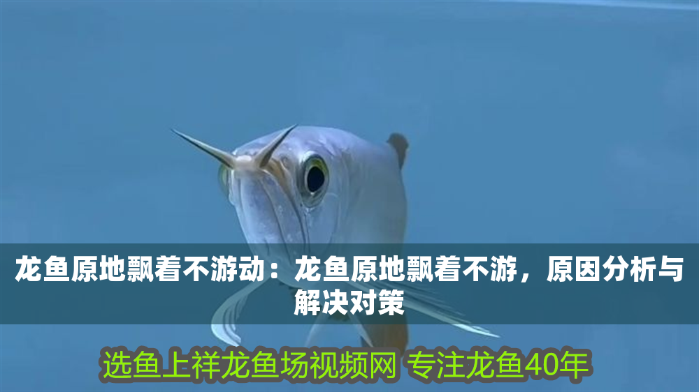 龍魚原地飄著不游動：龍魚原地飄著不游，原因分析與解決對策
