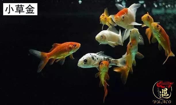 龍魚必定清驅蟲下多了：龍魚為什么會被咬死