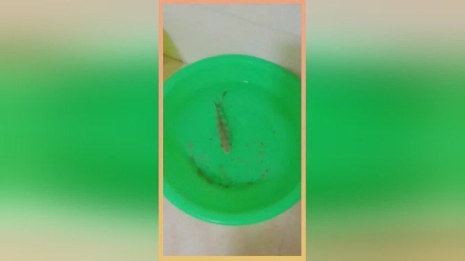 龍魚必定清驅蟲下多了：龍魚為什么會被咬死