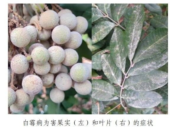 龍眼白霉病防治的最佳時機