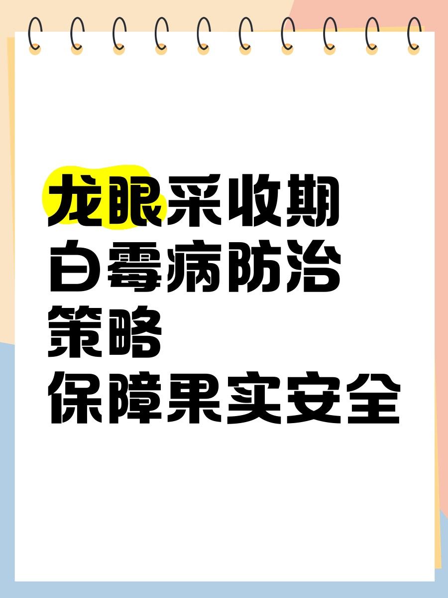 龍眼白霉病防治的最佳時機