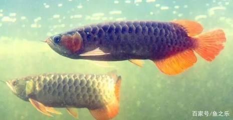 養龍魚人必看：養龍魚的基本知識和健康判斷方法 養龍魚人必看：養龍魚的基本知識和健康判斷方法 龍魚百科 第2張