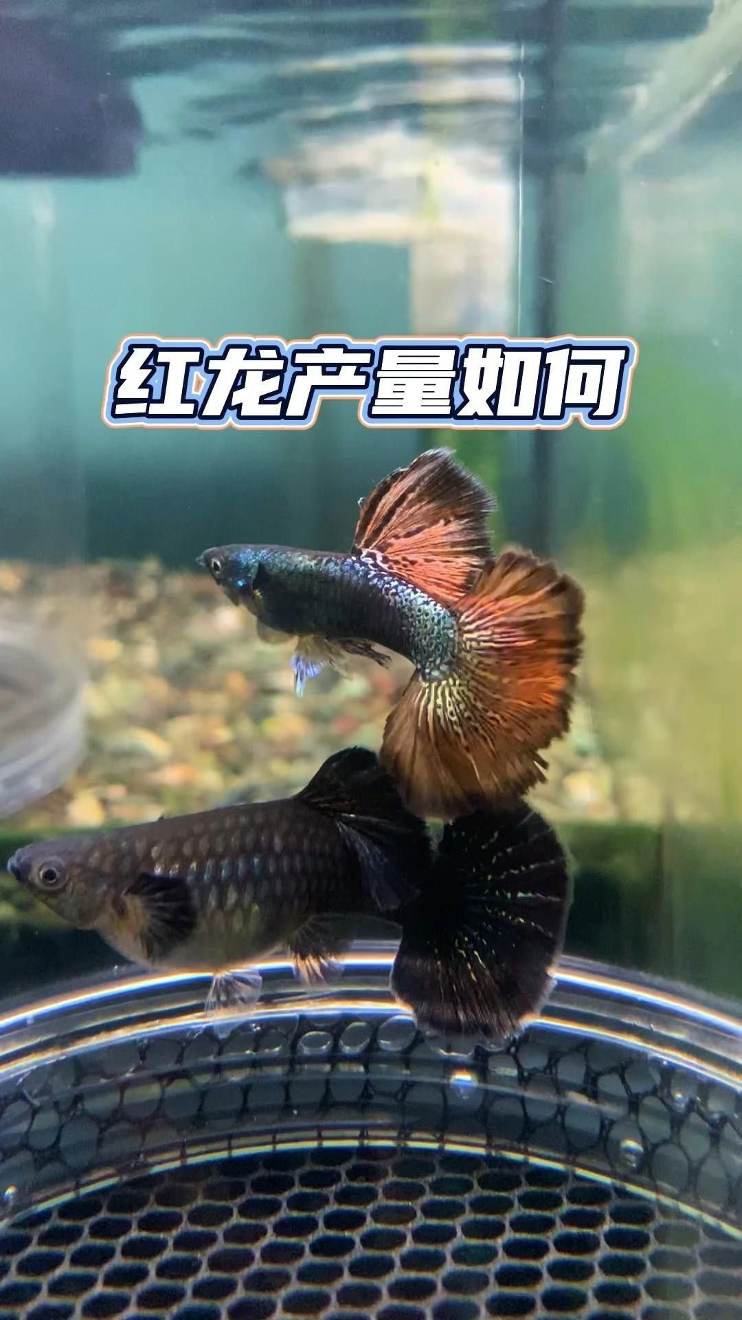 紅龍魚的市場需求如何
