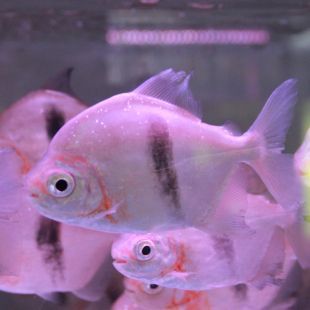 金龍魚可以和什么魚混養一起養：觀賞魚金龍魚可以和什么魚混養一起養一起養一起養