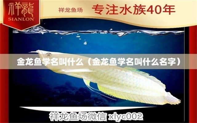 金龍魚學(xué)名叫什么名字，