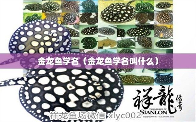 金龍魚學名叫什么名字，
