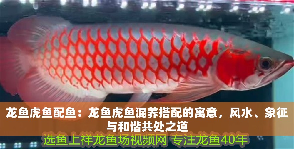 龍魚虎魚配魚：龍魚虎魚混養(yǎng)搭配的寓意，風(fēng)水、象征與和諧共處之道