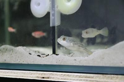 養龍魚一年電費多少錢：養龍魚一年電費多少錢養龍魚一年電費多少錢 養龍魚一年電費多少錢：養龍魚一年電費多少錢養龍魚一年電費多少錢 龍魚百科 第1張