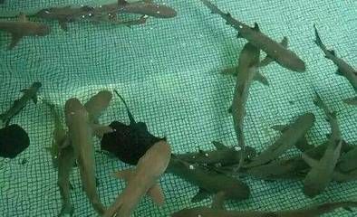 養龍魚一年電費多少錢：養龍魚一年電費多少錢養龍魚一年電費多少錢 養龍魚一年電費多少錢：養龍魚一年電費多少錢養龍魚一年電費多少錢 龍魚百科 第2張