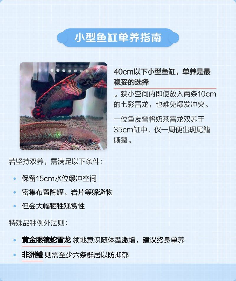 如何避免雷龍和招財貓的領地沖突？