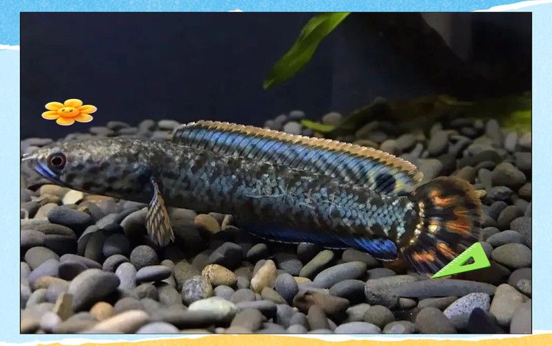 七彩雷龍魚飼養(yǎng)方法大全圖解 七彩雷龍魚飼養(yǎng)方法大全圖解 龍魚百科 第9張