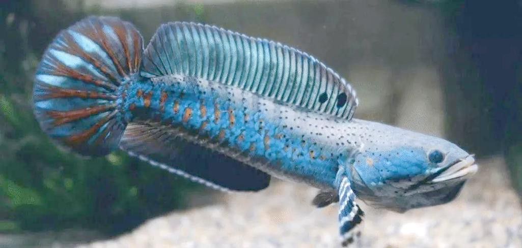 七彩雷龍魚飼養(yǎng)方法大全圖解 七彩雷龍魚飼養(yǎng)方法大全圖解 龍魚百科 第14張