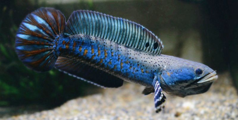 七彩雷龍魚飼養(yǎng)方法大全圖解 七彩雷龍魚飼養(yǎng)方法大全圖解 龍魚百科 第24張