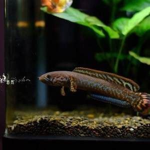 世界上最小的雷龍魚，世界上已知的最小的雷龍魚品種之一