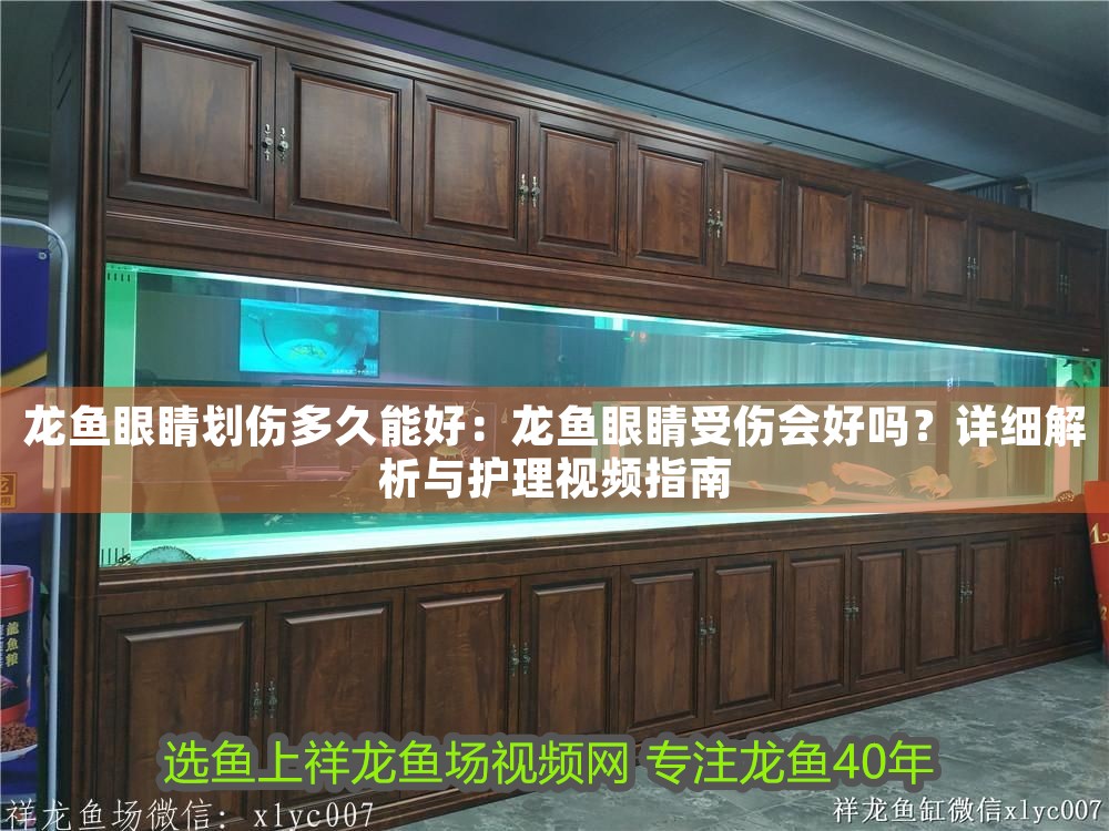 龍魚眼睛劃傷多久能好：龍魚眼睛受傷會好嗎？詳細解析與護理視頻指南