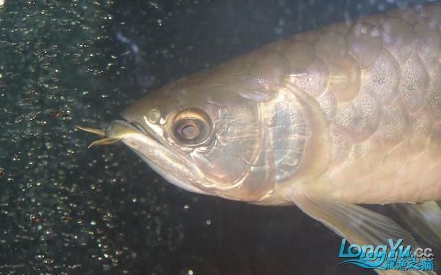 龍魚常見的疾病有哪些癥狀圖片：龍魚常見疾病及其癥狀