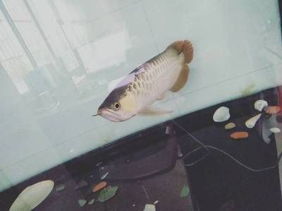 金龍魚不愛吃食：金龍魚不吃食怎么辦