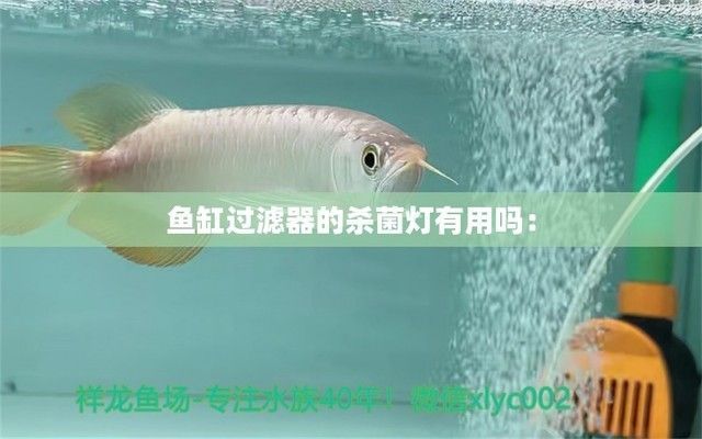 金龍魚需要天天喂食嗎：關于金龍魚飼養的一些問題