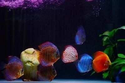 七彩神仙龍魚混養方法和技巧：七彩神仙魚和龍魚混養方法和技巧