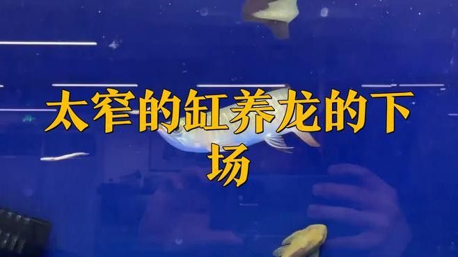 窄缸養龍魚需要注意哪些事項？