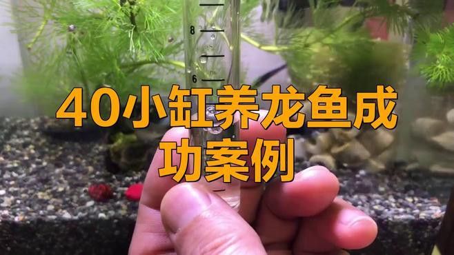 窄缸養龍魚需要注意哪些事項？