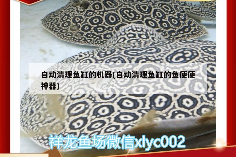 鸚鵡魚和銀龍魚混養(yǎng)怎樣喂食 自動清理魚缸的機器(自動清理魚缸的魚便便神器) 龍魚百科 自動清理魚缸的機器(自動清理魚缸的魚便便神器) 自動清理魚缸的機器(自動清理魚缸的魚便便神器) 龍魚百科