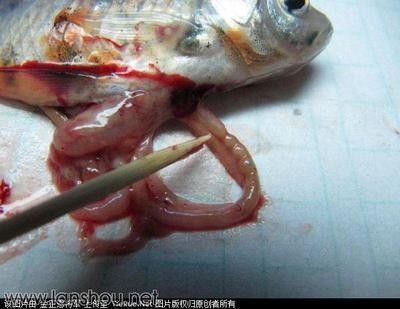 龍魚瘋狂撞缸后翻肚皮：關于龍魚撞缸翻肚皮的詳細信息