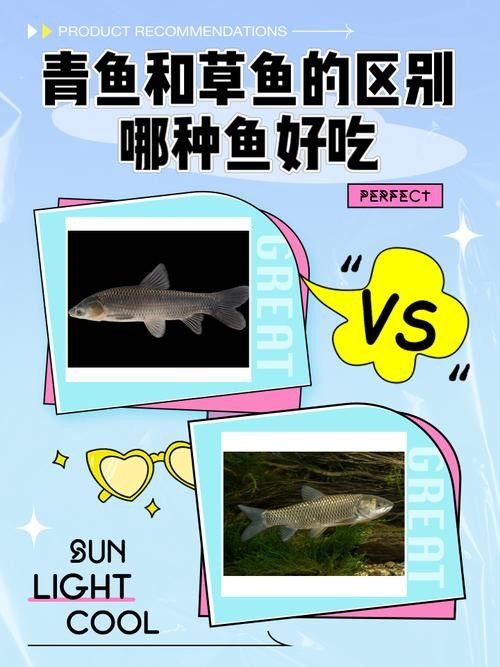 青龍魚長大后圖片視頻欣賞