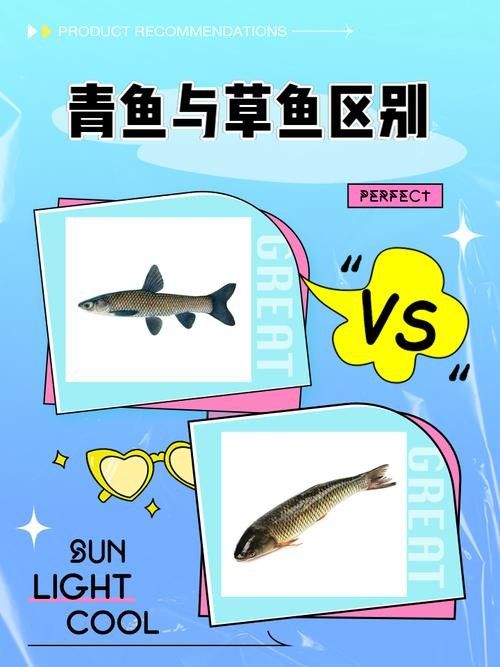 青龍魚長大后圖片視頻欣賞