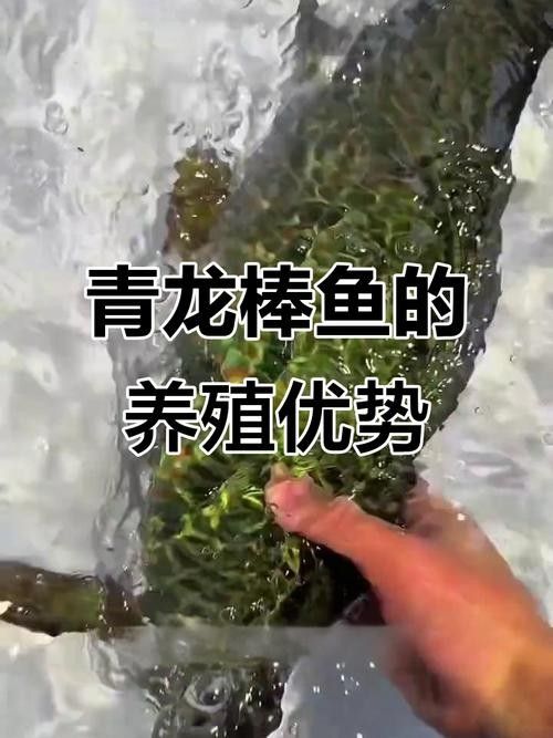 青龍魚長大后圖片視頻欣賞
