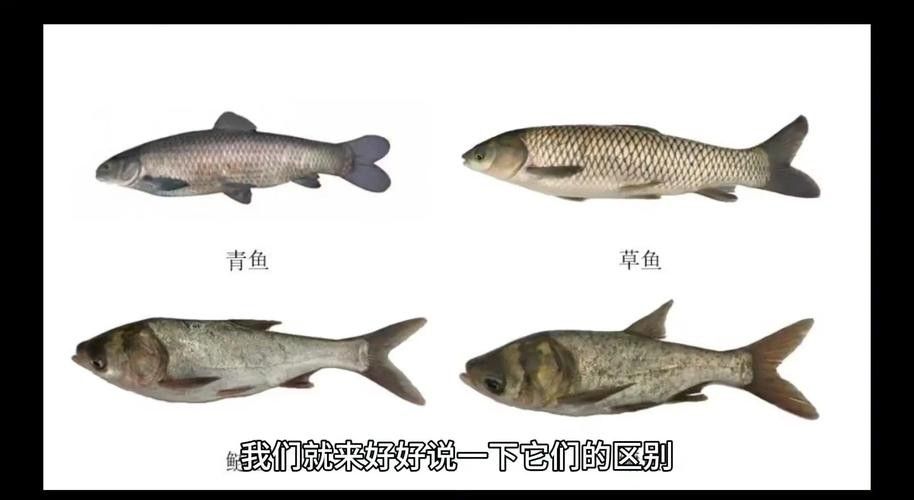 青龍魚長大后圖片視頻欣賞
