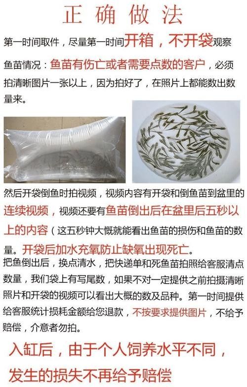 青龍魚長大后圖片視頻欣賞