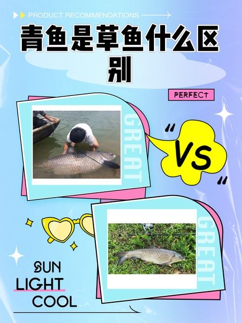 青龍魚長大后圖片視頻欣賞