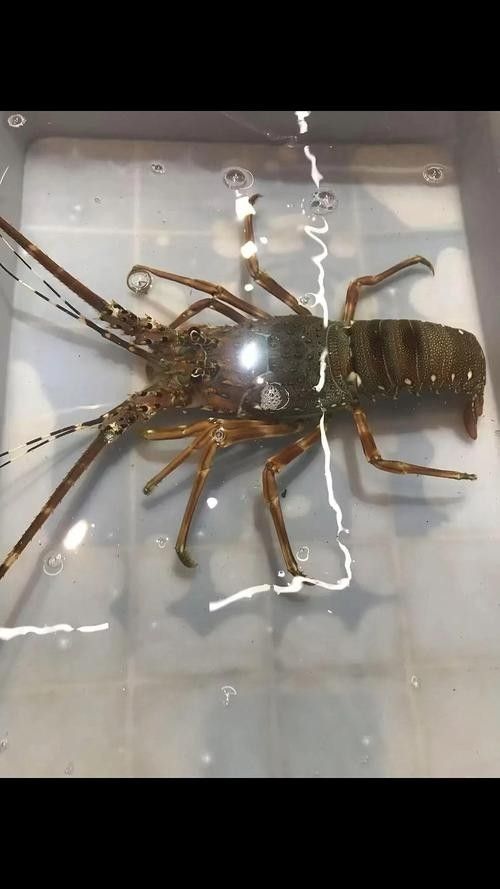 青龍魚長大后圖片視頻欣賞