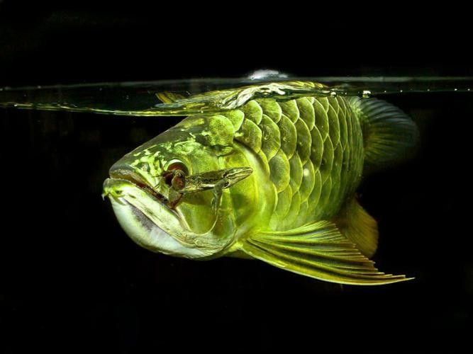 青龍魚長大后圖片視頻欣賞