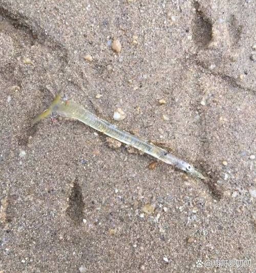 青龍魚長大后圖片視頻欣賞