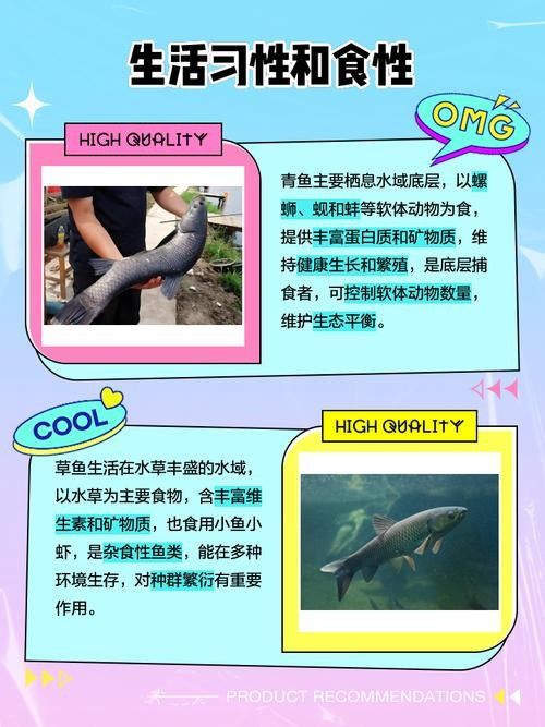 青龍魚長大后圖片視頻欣賞