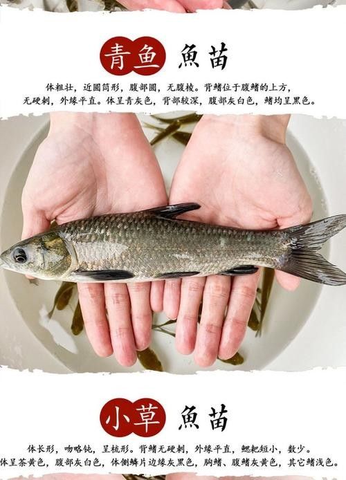青龍魚長大后圖片視頻欣賞