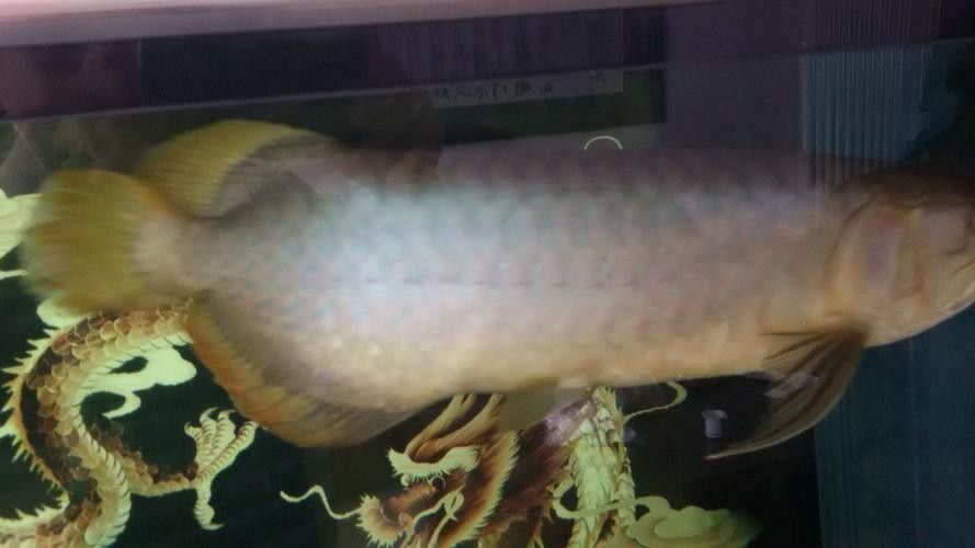 青龍魚長大后圖片視頻欣賞