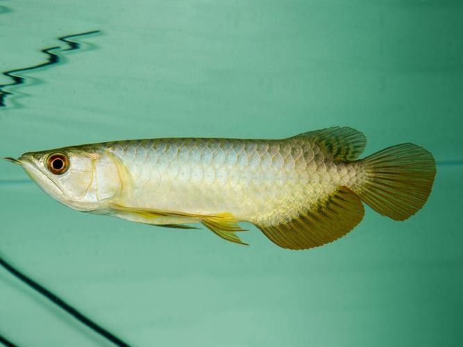 青龍魚長大后圖片視頻欣賞
