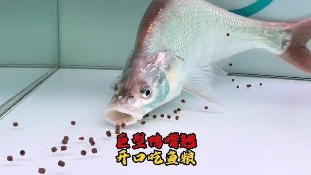 青龍魚長大后圖片視頻欣賞