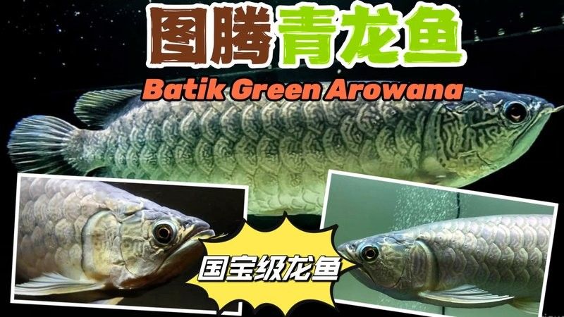 青龍魚長大后圖片視頻欣賞