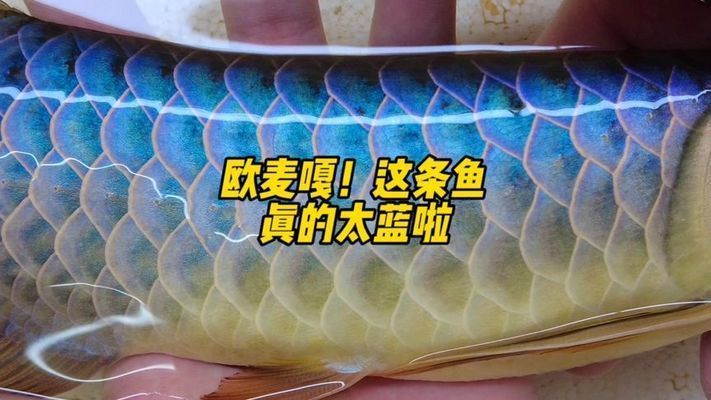 古典藍底金龍魚：古典藍底金龍魚價格信息：古典藍底金龍魚的飼養技巧