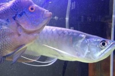 龍魚一只多少錢一條（龍魚市場價格趨勢,如何挑選健康龍魚）
