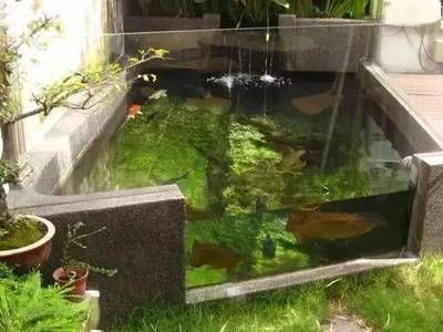帆布魚池養龍魚：帆布魚池養龍魚是否適合養龍魚，從多個角度進行考慮
