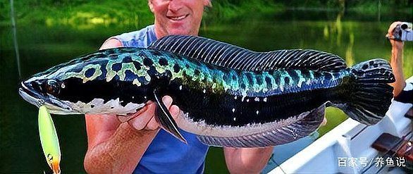 大雷龍魚會吃小雷龍嗎