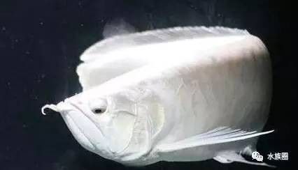 龍魚多大不會掉眼睛