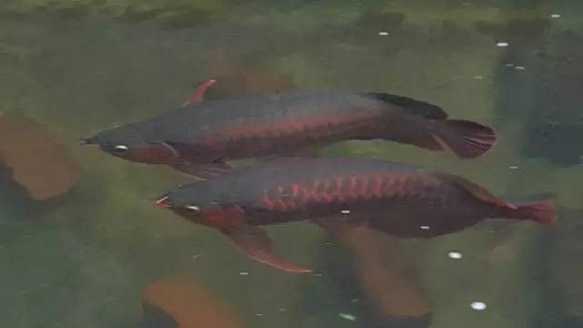 龍魚多大不會掉眼睛