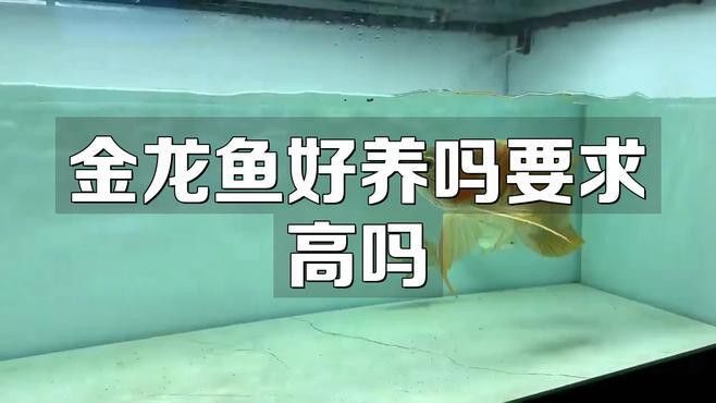 金頭金龍和古典金龍的飼養難度如何？