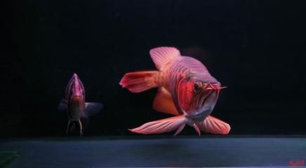 古典紫羅蘭龍魚怎么養（關于古典紫羅蘭龍魚的問題）